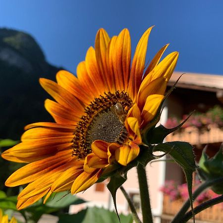 Cesa Mandi E Miky Apartman Canazei Kültér fotó